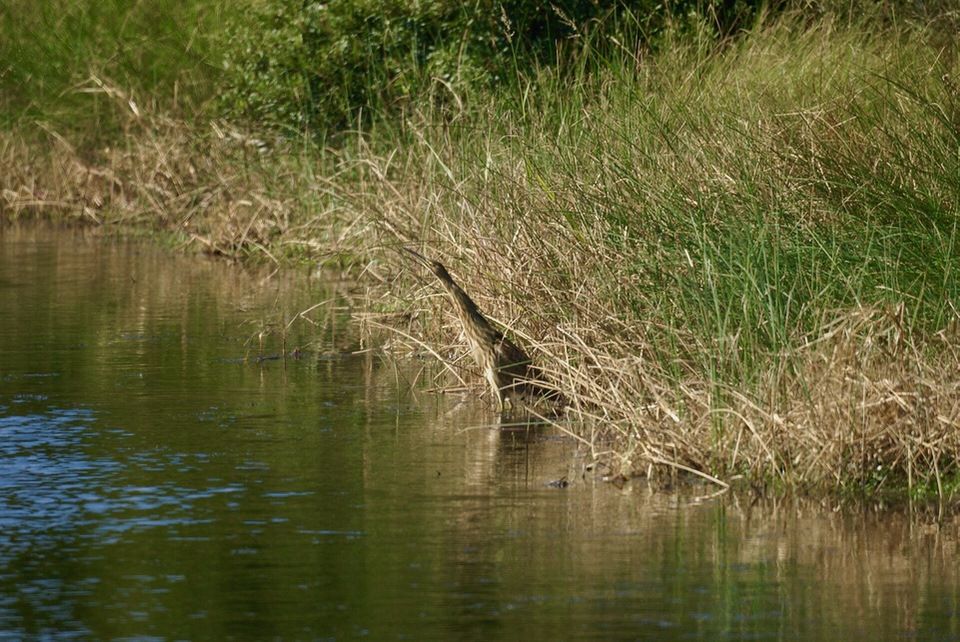American bittern at Back Bay National Wildlife Refuge in Virginia by USFWS Northeast Region. Public Domain